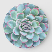 Turquoise Succulent Echeveria