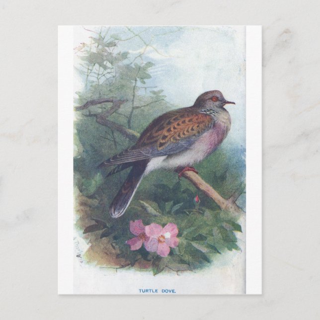 Turteltaube Postkarte (Vorderseite)