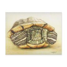"Turtle" Art Reproduction Postcard
