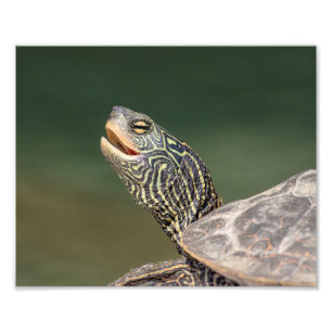 Turtle auf dem LaChute River Fotodruck