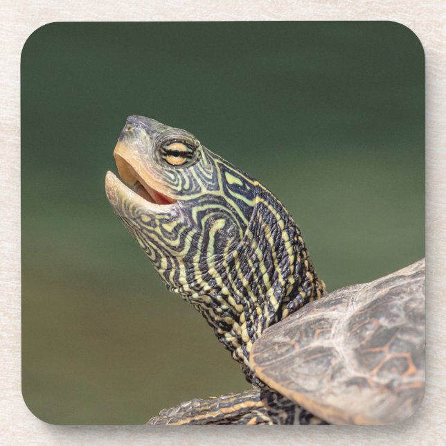 Turtle auf dem LaChute River Getränkeuntersetzer (Vorderseite)