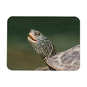 Turtle auf dem LaChute River Magnet