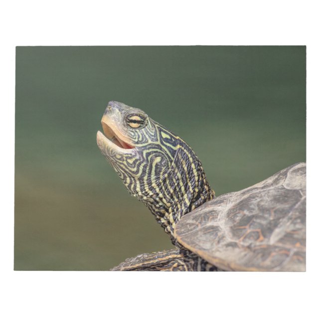 Turtle auf dem LaChute River Notizblock (Vorderseite)