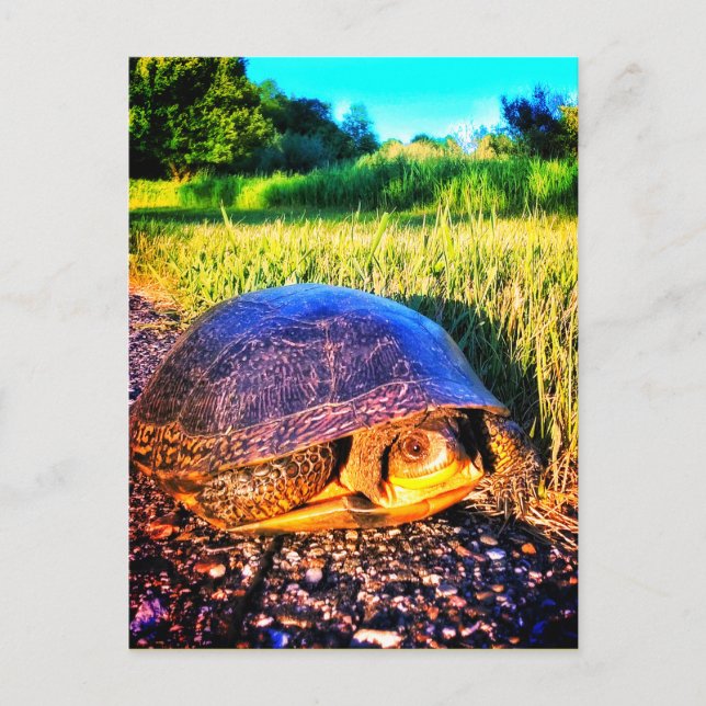TURTLE BRIGHT POSTCARD POSTKARTE (Vorderseite)