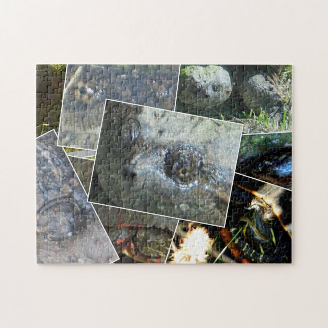 Turtle Collage (Horizontal)