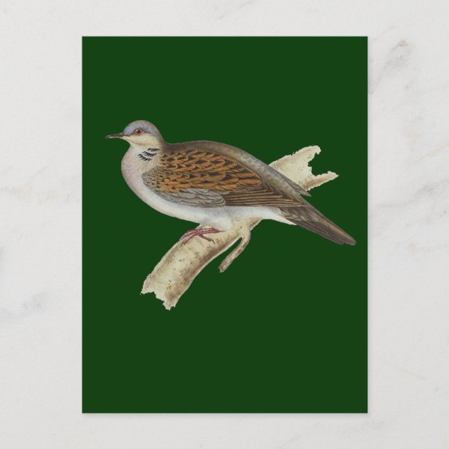 Turtle Dove Postkarte (Vorderseite)