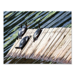 Turtle-Erholung Fotodruck