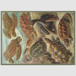 Turtle Ernst Haeckel Dekoupage Tissue Paper Seidenpapier
