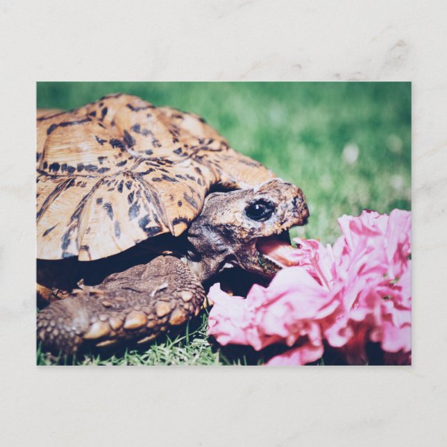TURTLE ESSEN EINER BLUME POSTCARD POSTKARTE (Vorderseite)
