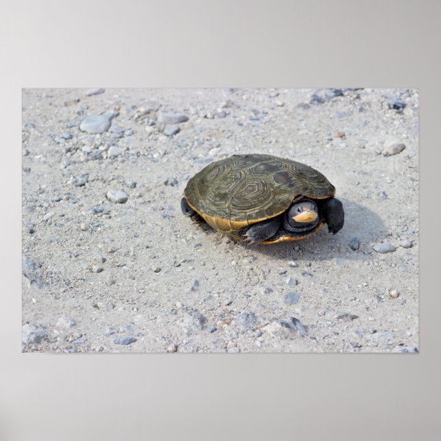 Turtle-Foto Poster (Vorne)