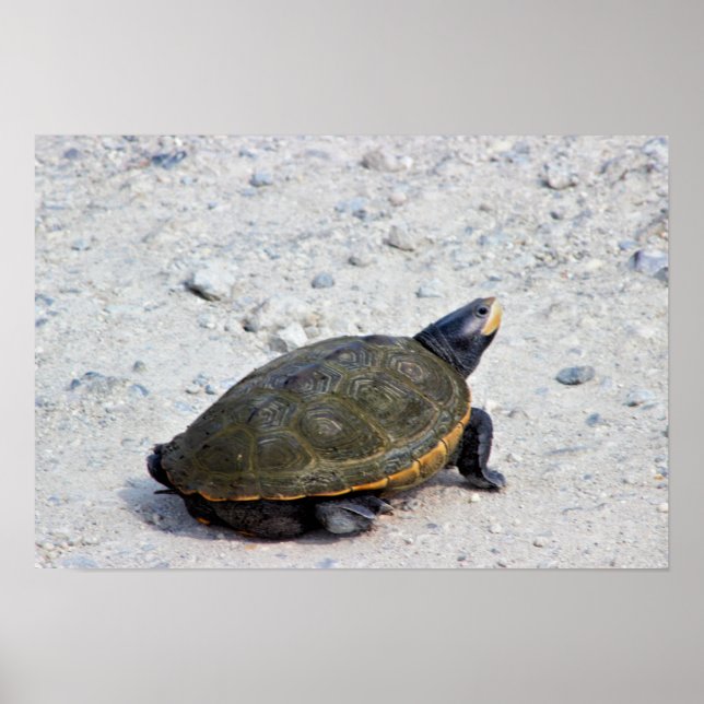 Turtle-Foto Poster (Vorne)