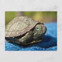 Turtle Hatchling on Denim Postcard