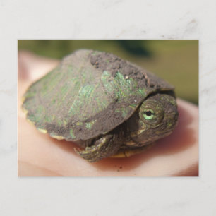 Turtle Hatchling Postcard Postkarte