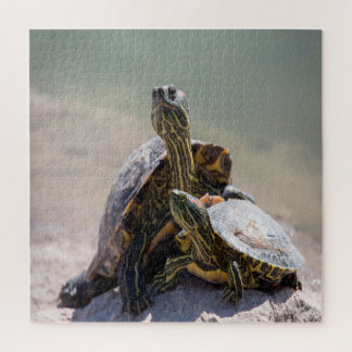 Turtle-Liebe