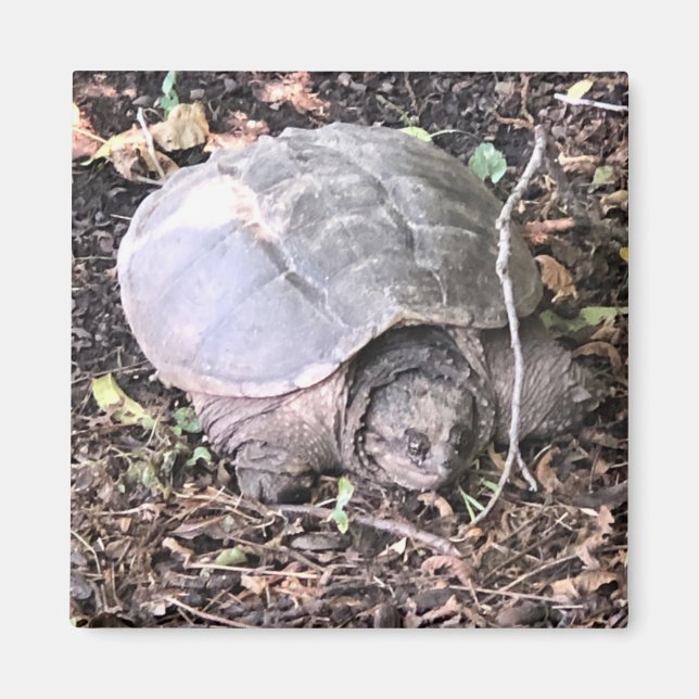 Turtle Magnet (Vorne)