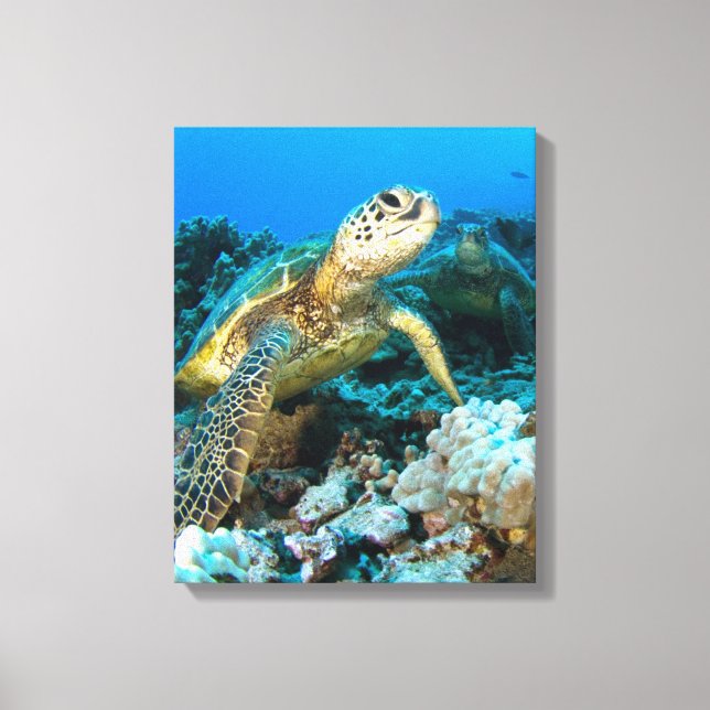 Turtle Pair Leinwanddruck (Vorderseite)