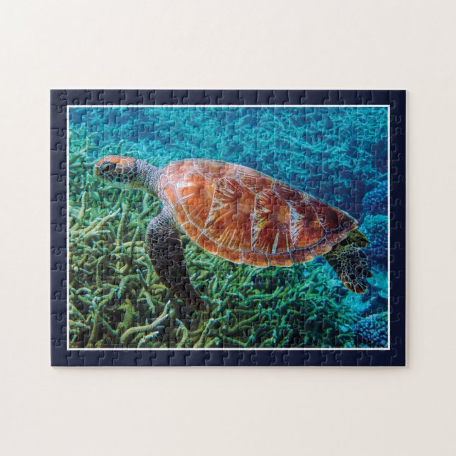 Turtle Sea Creature Ocean Wildlife (Horizontal)