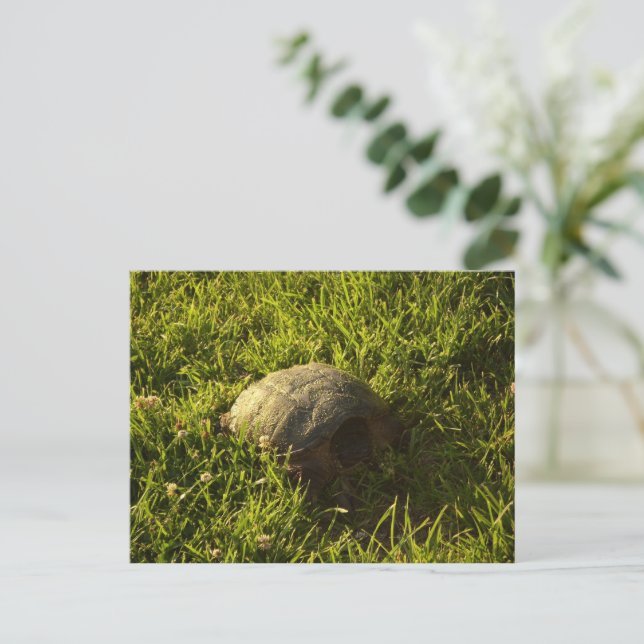 Turtle Shy Postkarte (Stehend Vorderseite)