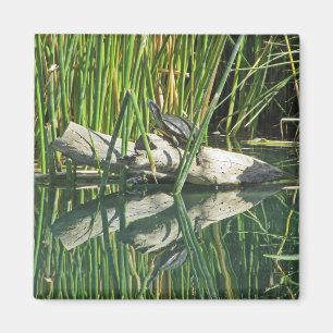 Turtle Sunning on Log mit Reflektionsfoto Magnet