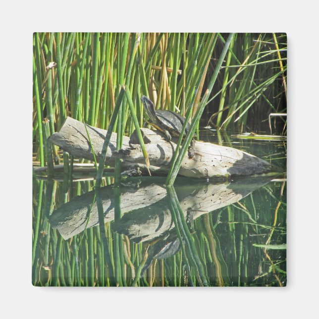 Turtle Sunning on Log mit Reflektionsfoto Magnet (Vorne)