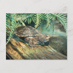 Turtle Sunning on log Postkarte