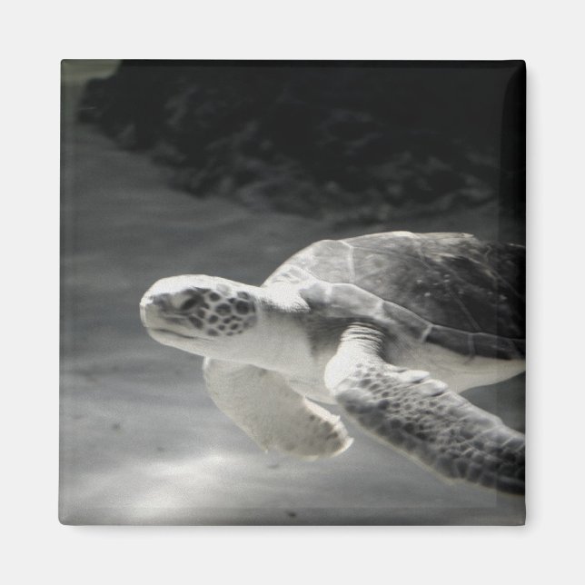 Turtle Tank Magnet (Vorne)
