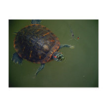 Turtle und Shrimp Lunch Buddies