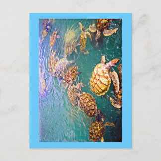 Turtles at Play Postkarte