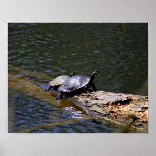 Turtles Poster