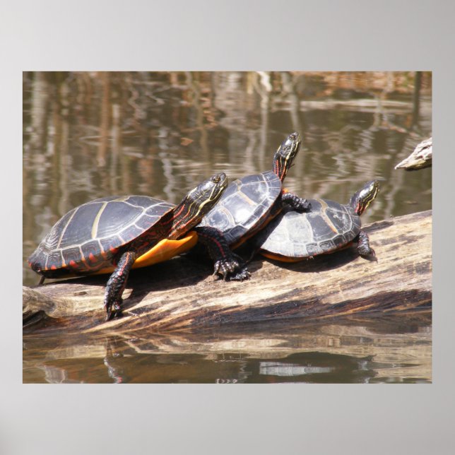 Turtles Sitting On Log Poster (Vorne)