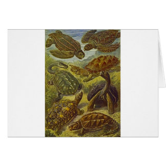 Turttle Scientific Print