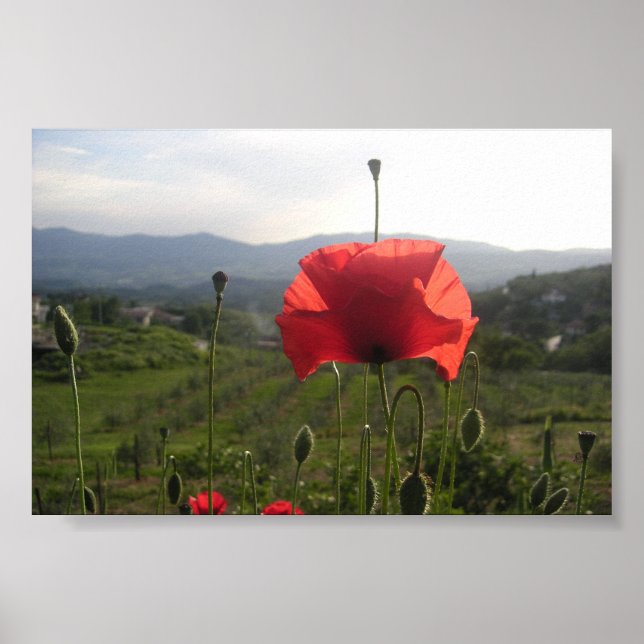 Tuscany Poppy Poster (Vorne)