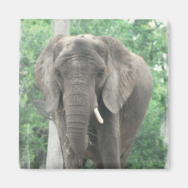 Tusked Elephant Magnet (Vorne)