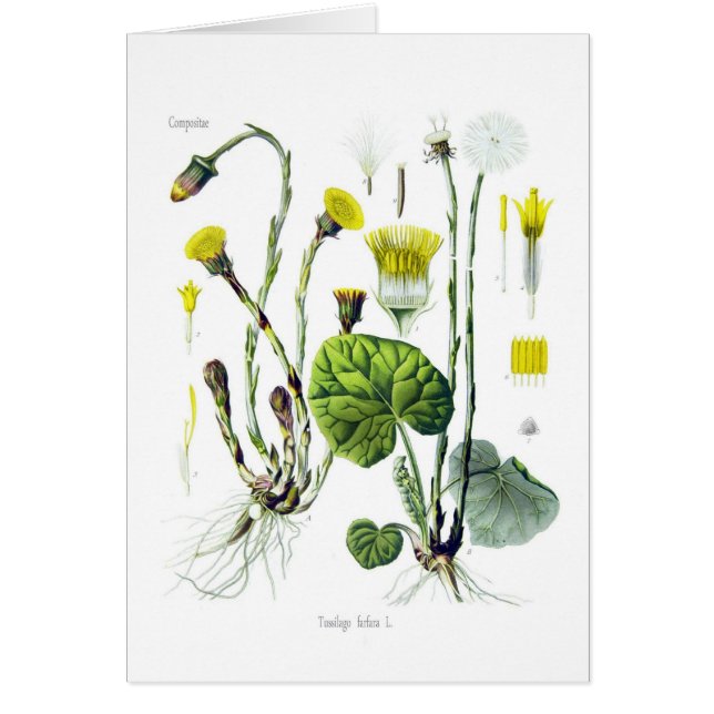 Tussilago farfara (Coltsfoot) (Vorne)