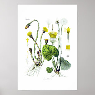 Tussilago farfara poster