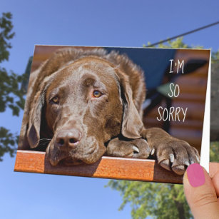 Tut mir leid Labrador Retriever Belated Birthday Karte