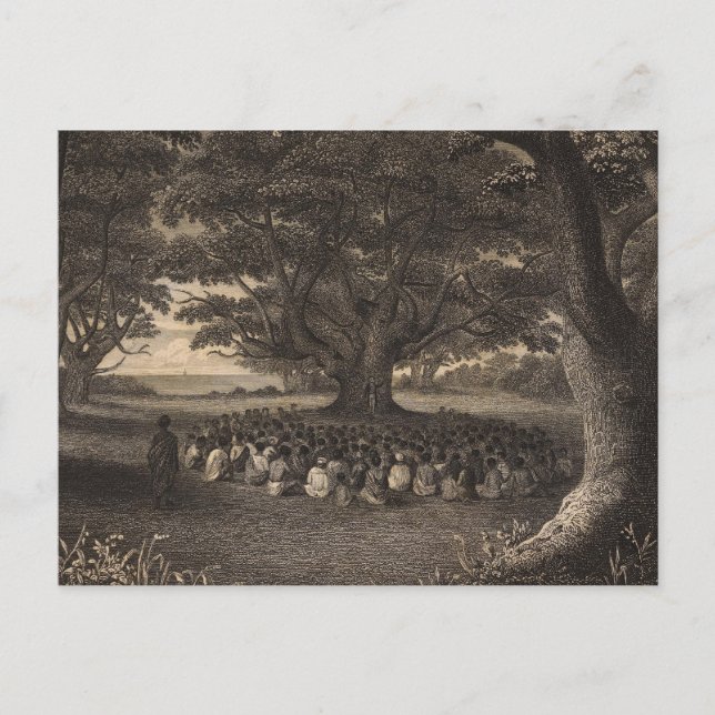 Tutui Trees, Hawaii Postkarte (Vorderseite)