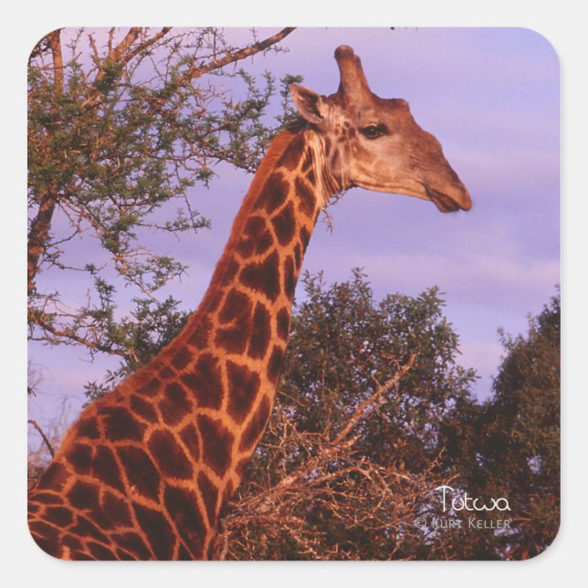 Tutwa, girafe au Botswana, Autocollant Carré (Devant)