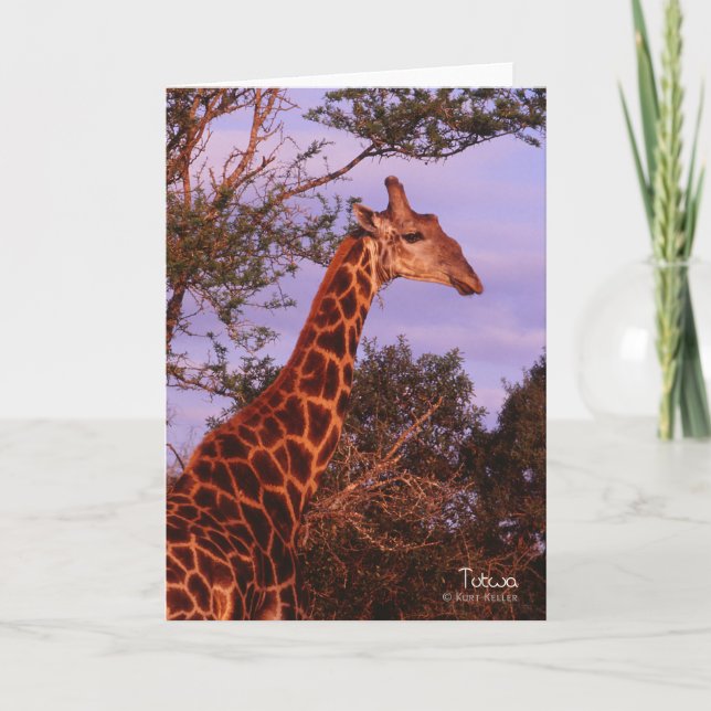 Tutwa, Giraffe in Botswana, Grußkarte Karte (Vorderseite)
