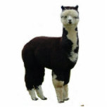 Tuxedo Alpaca Freistehende Fotoskulptur<br><div class="desc">Eine schwarz-weiße "tuxedo" alpaca ist in eine dekorative Fotoskulptur alpaca llama vicuna guanaco Bauernhof Ranch Tier</div>