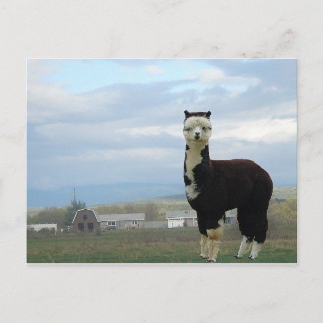 Tuxedo Alpaca Postkarte (Vorderseite)