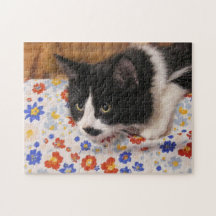 Tuxedo Cat