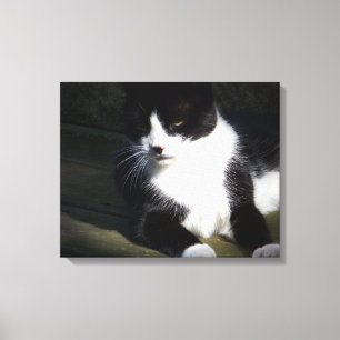 Tuxedo Cat 20"x16" Stretched Canvas Print Leinwanddruck