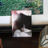 Tuxedo Cat Art Niedlich Pink Nose Kitty Cats Art P