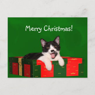 Tuxedo Cat Christmas Feiertagspostkarte