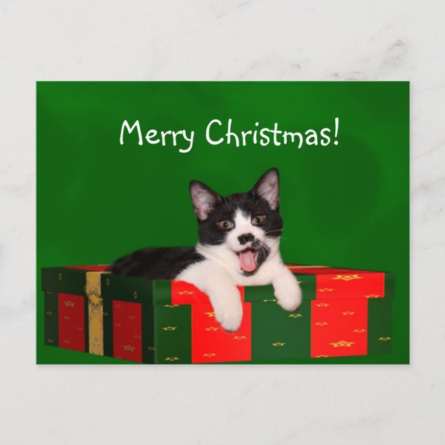 Tuxedo Cat Christmas Feiertagspostkarte (Vorderseite)
