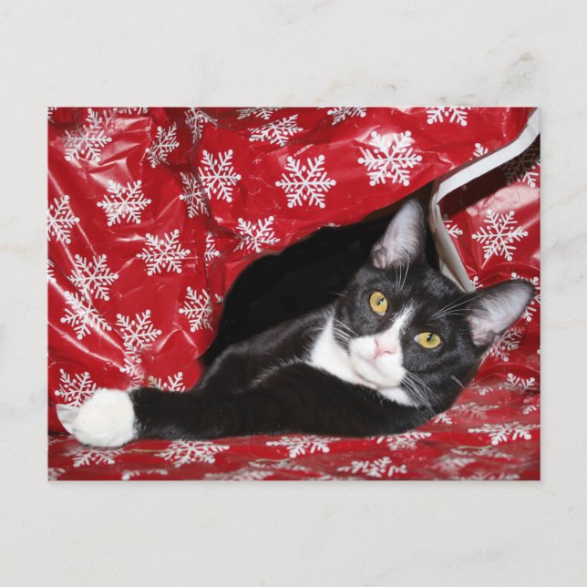Tuxedo Cat Christmas Postkarte (Vorderseite)