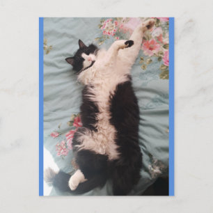 Tuxedo Cat Cute Faire une joyeuse carte postale de