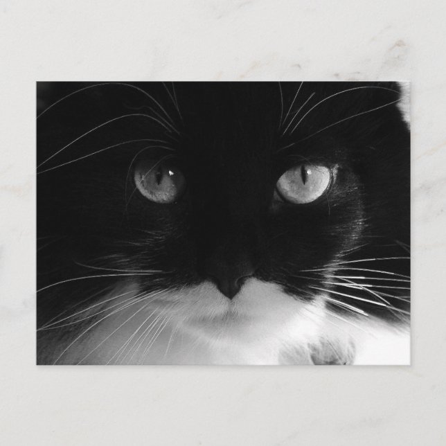 TUXEDO CAT FOTO Postkarten (Vorderseite)