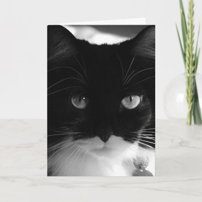 TUXEDO CAT FOTOGRAFIE BIRTHDAY CARD KARTE (Vorderseite)